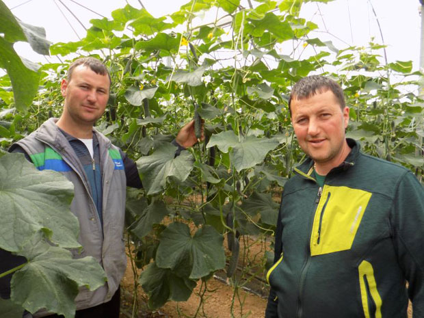 Поврће уз кап по кап и централно грејање 